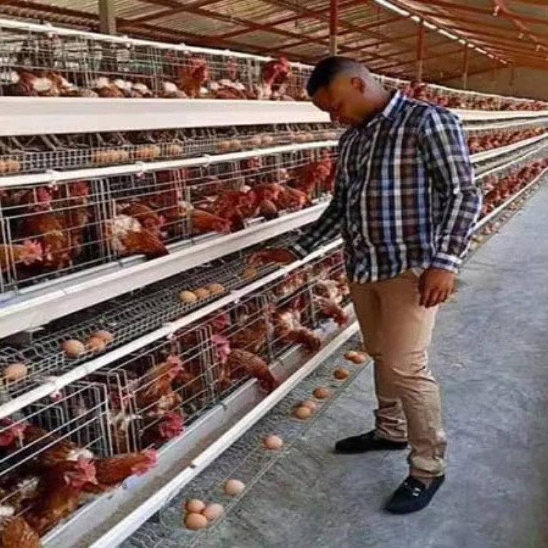 Farming Africa - Gabbie per Galline Ovaiole da 10.000