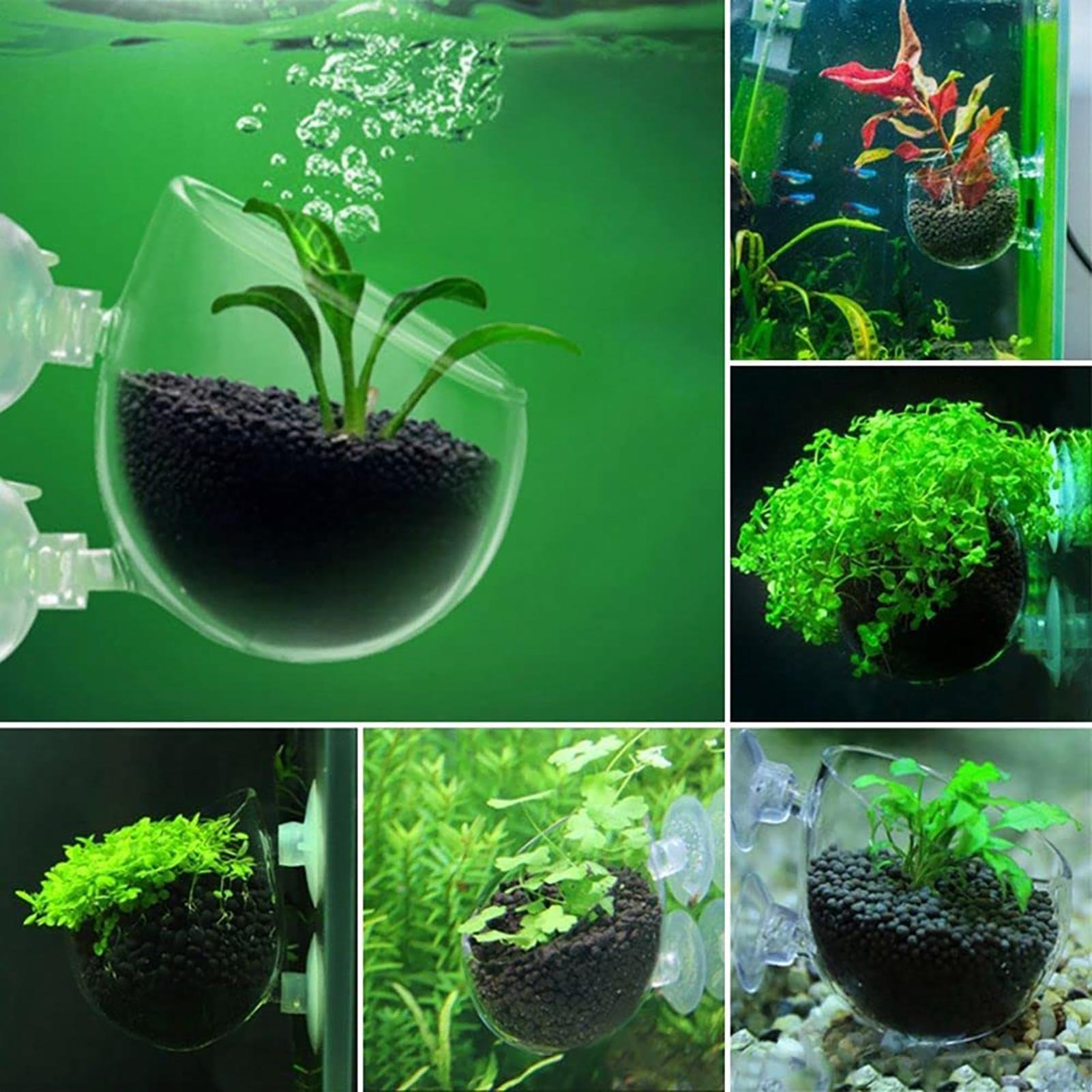 Vaso per Piante Acquatiche in  - Plant Growth Regulator recensione e prezzo